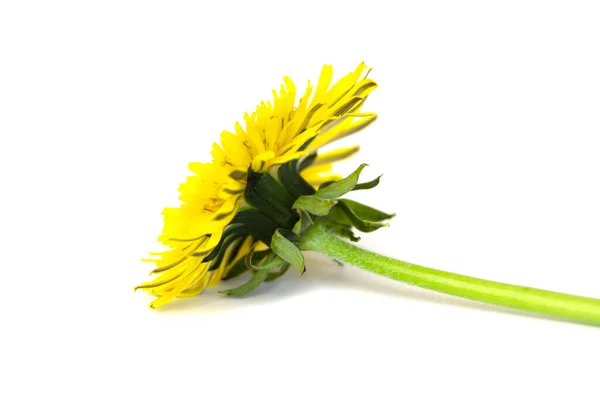 Taraxacum Officinale Beautiful Yellow Dandelion Flower Isolated White Background —  Fotos de Stock