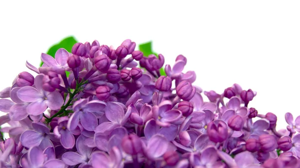 Frühlingsblume Zweig Lila Lila Syringa Vulgaris Nahaufnahme Von Lila Blüten — Stockfoto