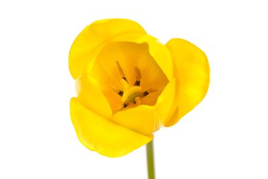 Sarı lale beyaz bir arkaplanda izole edildi