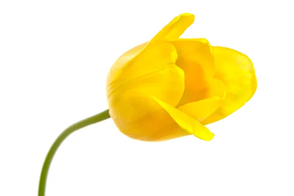 白い背景に孤立した黄色のチューリップ — ストック写真