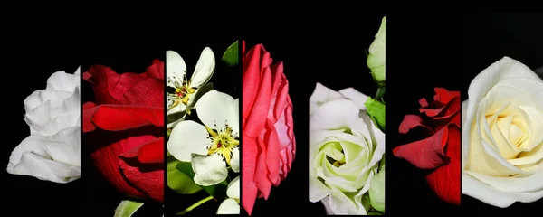 Collection Different Beautiful Flower Banner Natural Floral Background Set — Stock fotografie