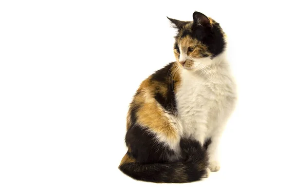 텍스트 배경에 고립되어 마리의 유색인 고양이 — 스톡 사진