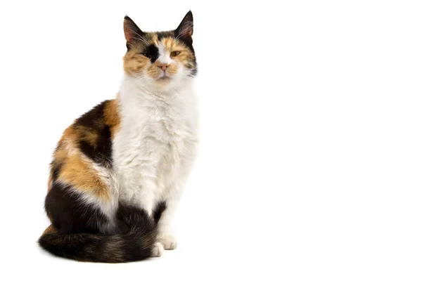 텍스트 배경에 고립되어 마리의 유색인 고양이 — 스톡 사진