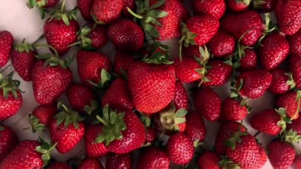 Cosecha Fresas Rojas Maduras Primer Plano Rotación Fresas Fresas Frescas — Vídeo de stock