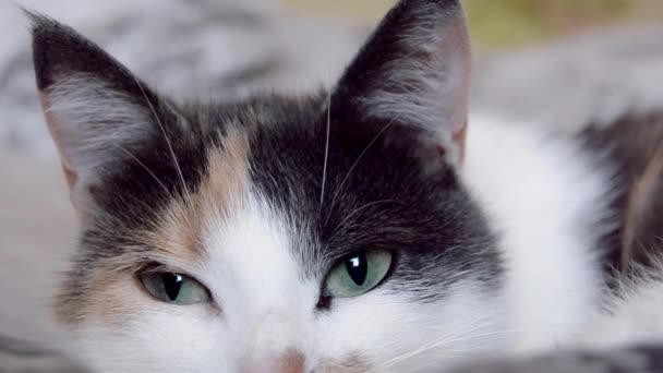 Tüylü Evcil Kedi Kameraya Yakından Bakar Gözbebekleri Büyür — Stok video