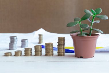 The coins are stacked on the table with the house plant crassula, the concept of saving money and financial and business growth.
