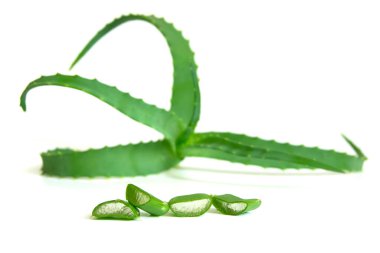 aloe vera bitkisi beyaz arkaplanda izole