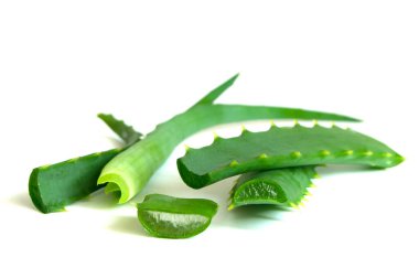 Fresh green Aloe Vera leaves isolated on white background.