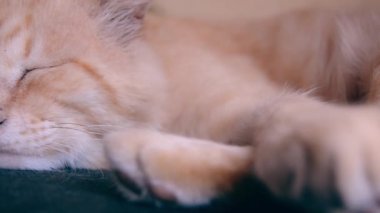 Homeless ginger cat from a shelter sleeps in a new home. abandoned animals as a result of the Russian-Ukrainian war