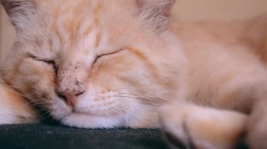 Homeless ginger cat from a shelter sleeps in a new home. abandoned animals as a result of the Russian-Ukrainian war