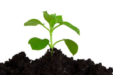 Spring small green sprout grows on the ground. Isolated on a white background.