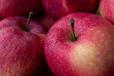 Bahçede yetişen olgun kırmızı organik elmalar, üzerinde su damlası olan böcek ilaçları olmadan. Yakın çekim görüntüsü. Sağlıklı gıda ve diyet konsepti