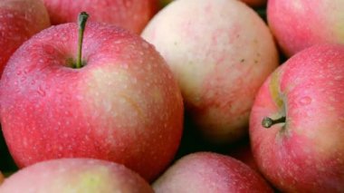 Taze kırmızı elmalar dönüyor. Bahçede, çiğ tanelerinde böcek ilacı olmayan kırmızı elmalar yetişiyor. Sağlıklı gıda, diyet, vejetaryen konsepti.
