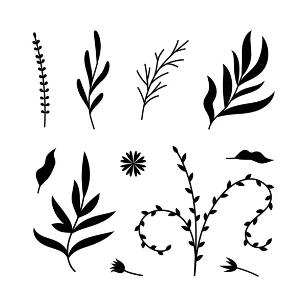 Ilustraciones Vectoriales Ramas Hojas Elementos Florales Negros Dibujados Mano Para — Vector de stock