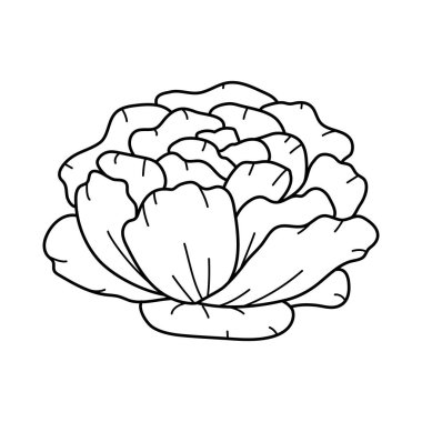 Beyaz arka planda izole edilmiş güzel şakayık çiçeği. Botanik çiçek çizimi, bahçe tasarımı öğesi. Güzel çizim el çizimi vektör illüstrasyonu.