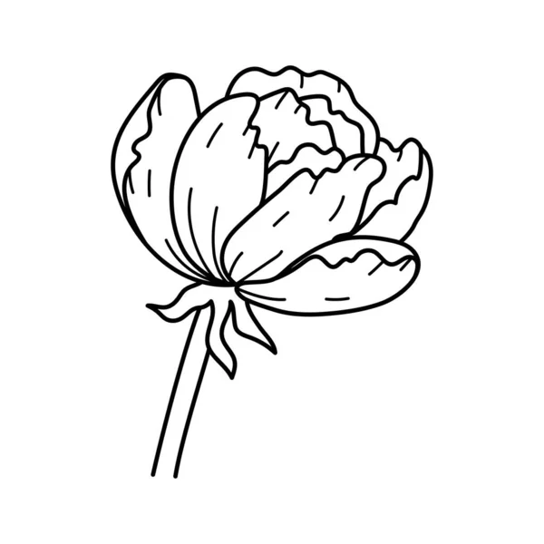 Красивый Пион Цветок Розы Стеблем Изолированным Белом Фоне Ботанический Цветочный — стоковый вектор