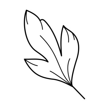 Şakayık çiçeği yaprakları. Çiçekli bahar botanik bahçesi tasarım elementi. Çizgi sanat vektörü el çizimi arkaplan, doku, çerçeve veya kenar çizimi.