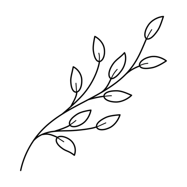 Doodle Line Art Branch Leaves Hand Drawn Twig Plant Monochrome Vector Graphics