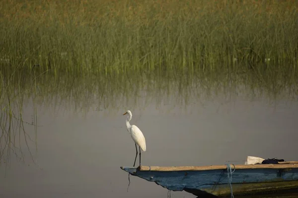 Trochu Volavky Přídi Rybářské Lodi Bažinaté Vodě Jezera Chilika Rambha — Stock fotografie