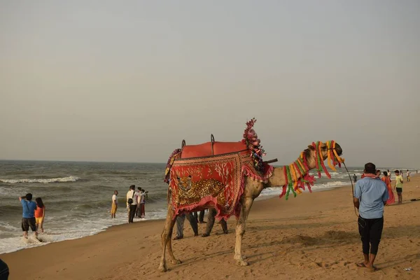 Puri Morze Plaża Odisha Indie Marzec 2022 Wielbłąd Obarczony Ozdobione — Zdjęcie stockowe