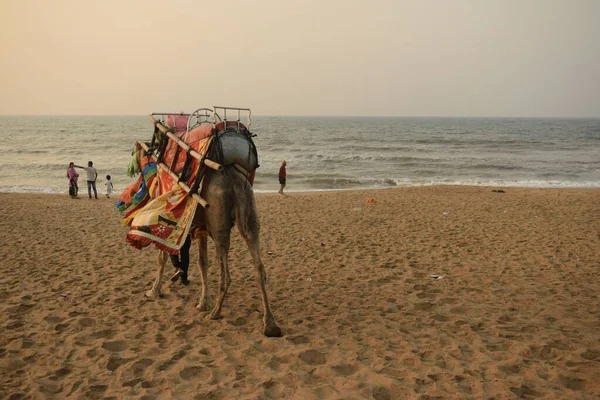 Puri Morze Plaża Odisha Indie Marzec 2022 Ozdobione Wielbłąda Zaprojektowanym — Zdjęcie stockowe