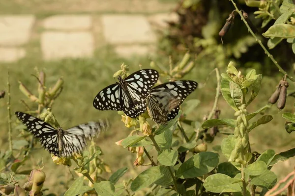 Многочисленные Бабочки Питаются Частями Кустов Бабочек — стоковое фото