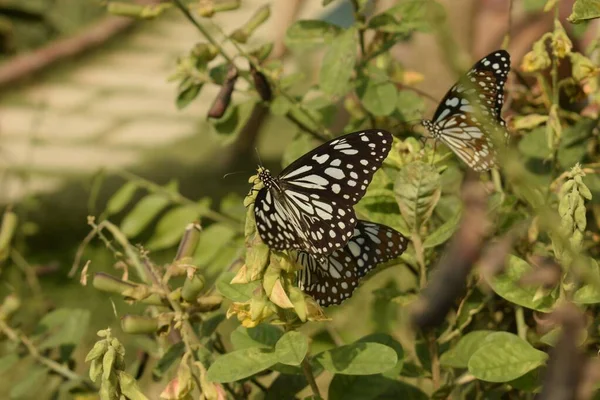 Бабочки Питаются Растениями Бабочек — стоковое фото
