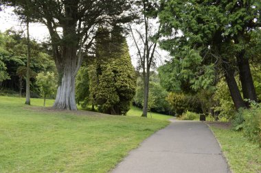 walkway through the forest surrounded nature 