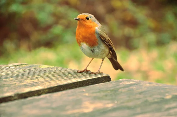 Little Robin Bright Red Breast Standing Mossy Wooden Table Side — Stock Photo, Image
