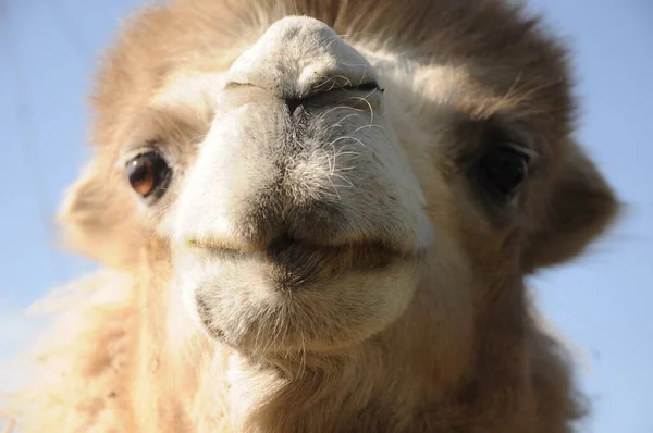 Funny Close Camel Seeming Try Kiss Camera — Stock Photo, Image