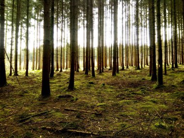 Parlak sabah güneşi ormandaki ağaçların arasında parlıyordu..
