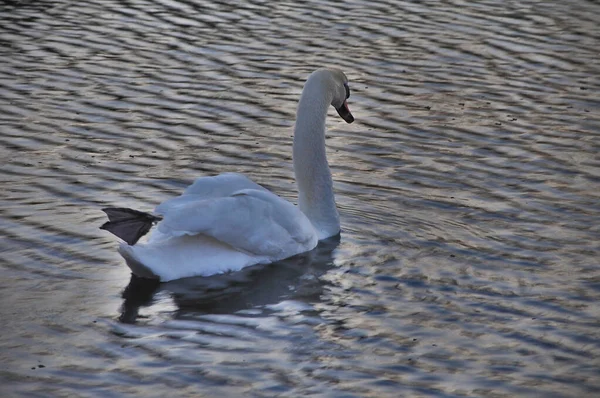 Close White Swan Swimming Evening Light Wavy Water Photographed One — Zdjęcie stockowe