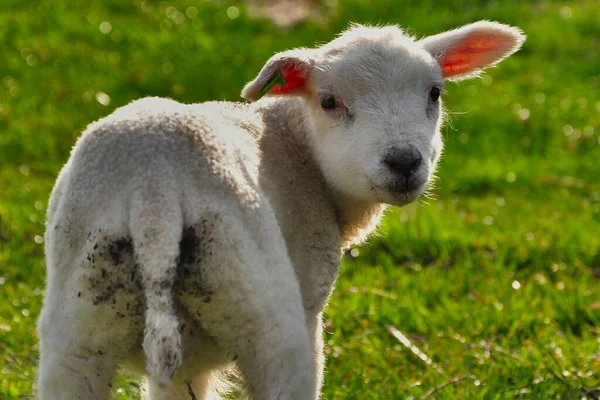 Mała Owieczka Sfotografowana Tyłu Oglądająca Się Przez Ramię — Zdjęcie stockowe