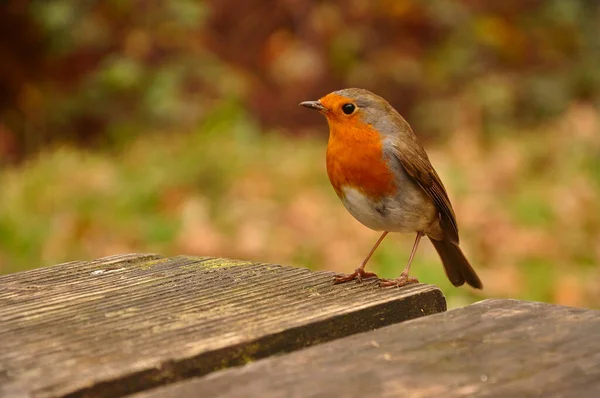 Little Robin Bright Red Breast Standing Mossy Wooden Table Side — стоковое фото