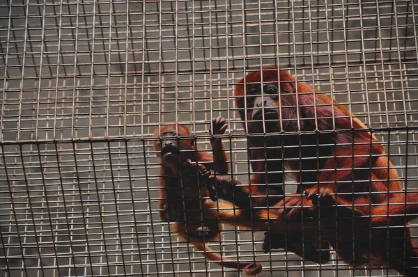 Mother Baby Red Howler Alouatta Seniculus Looking Cage Zoo — стоковое фото