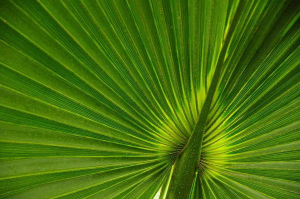 Feche Acima Folha Verde Palma Contexto Textura — Fotografia de Stock