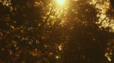 Parlak güneş ışığı ya da güneş ışınları, güneş ışığı kestanenin koyu yapraklarını delip geçer. 