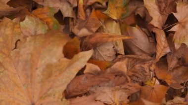 kuru düşen sonbahar kahverengi akçaağaç arka plan yakın plan görüntüsünü üstteki hareketten bırakır