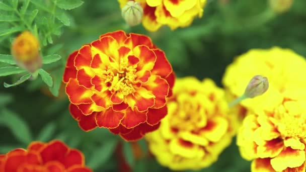 Otoño coloridas flores amarillas caléndula roja flores en verde macizo de flores otoño cosecha acción de gracias — Vídeo de stock