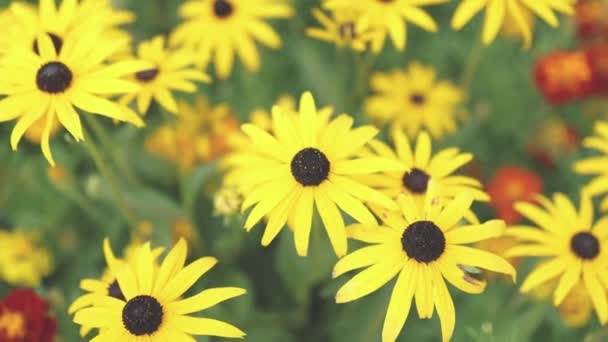 Flores amarillas negras de rudbecia hirta o planta Susan de ojos negros — Vídeos de Stock