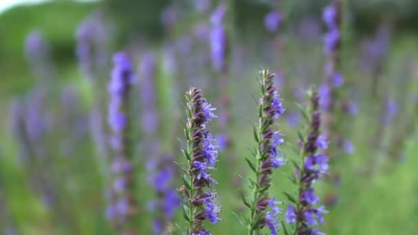 Levandule květiny kymácející se v silném větru na rozmazaném zeleném pozadí za slunečného dne počasí — Stock video
