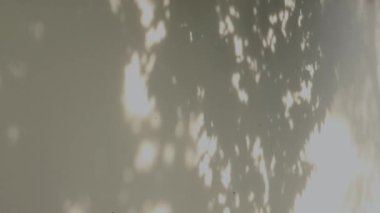Beyaz duvardaki ağaç yapraklarının hareket eden gölge yansımaları