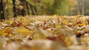 Düşen kurak sonbahar manzarası şehrin zemininde sarı altın yapraklar 