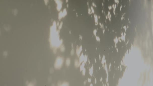 Mozgó mozgás tükröződik lombozat árnyék juhar levelek fa fehér falon — Stock videók