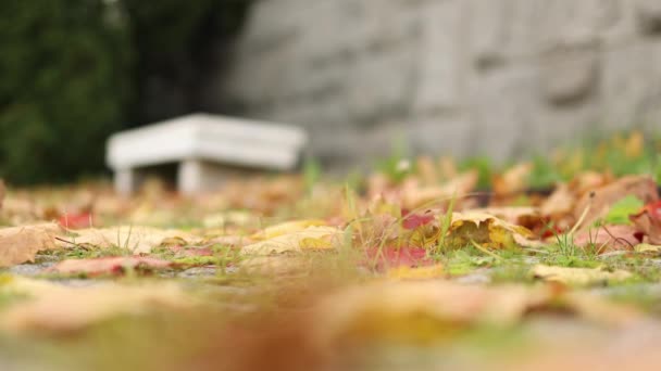 Bílá lavička a šedá kamenná zeď na podzim s padajícími zlatými listy, zelená tráva — Stock video