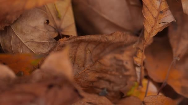 Seco caído outono marrom folhas de bordo fundo close-up vista de cima movimento — Vídeo de Stock