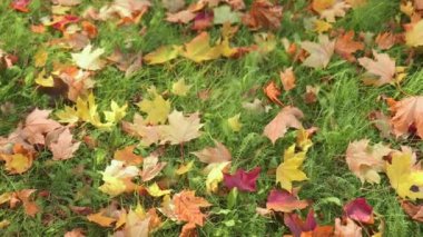 kırmızı sarı, altın, turuncu, kahverengi, akçaağaç, sonbahar yaprakları yeşil çimlerde. 