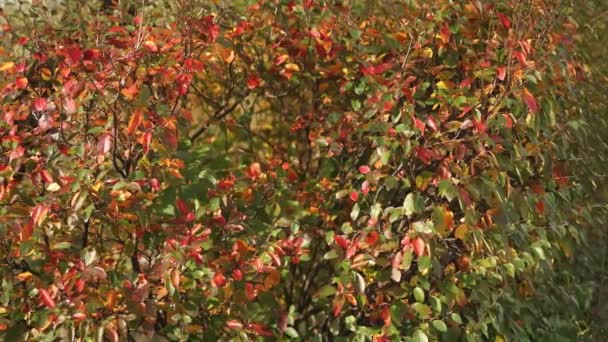 Hojas brillantes coloridas del follaje del otoño del fondo de la planta del arbusto — Vídeos de Stock