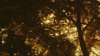 Parlak güneş ışığı ya da güneş ışınları, güneş ışığı kestanenin koyu yapraklarını delip geçer. 