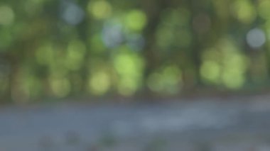 Bulanık yeşil halk parkı, ağaçlar gri yollar Bokeh bisiklet sürüşünü engelliyor.